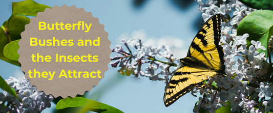 Butterfly Bushes and the Insects they Attract