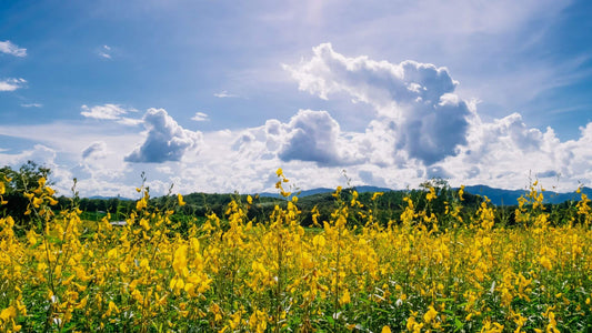 5 Reasons Our Allergy Support Isn't Just for Allergies